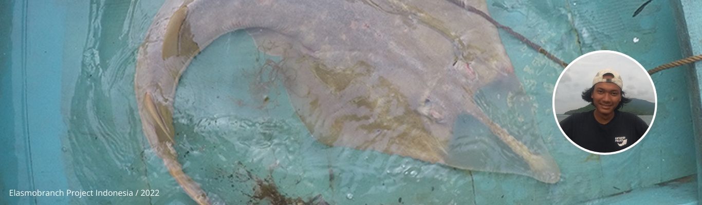 Intern's Story: Guitarfish & Karimunjawa