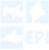 Elasmobranch Indonesia