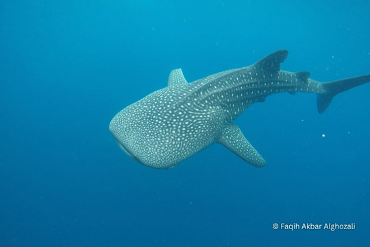 Whale Shark