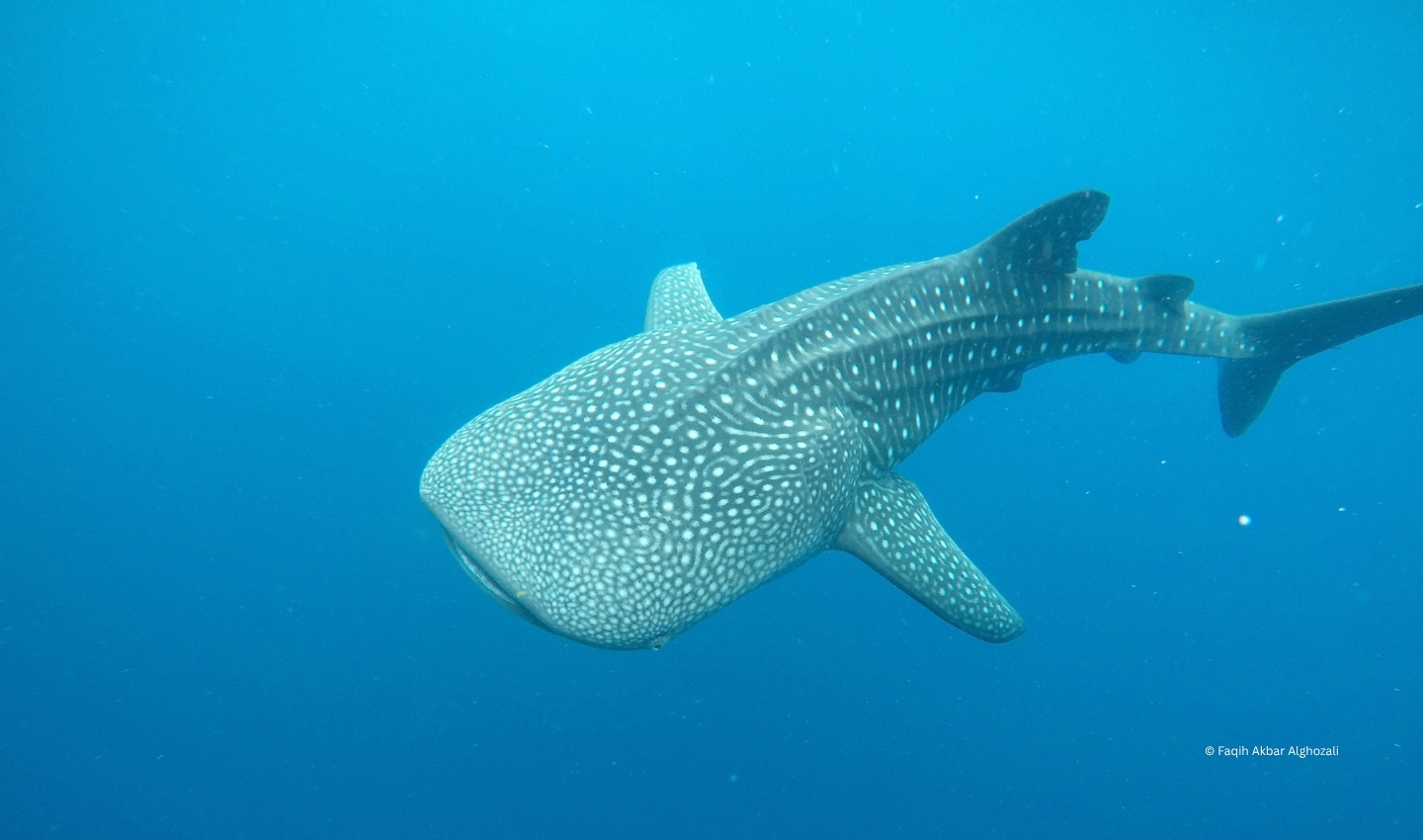 Whale Shark
