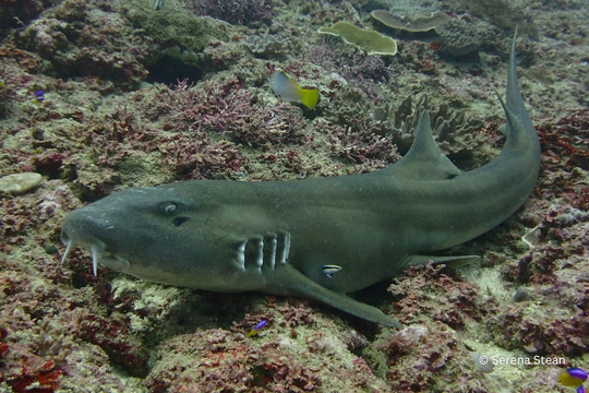 Brownbanded Bambooshark