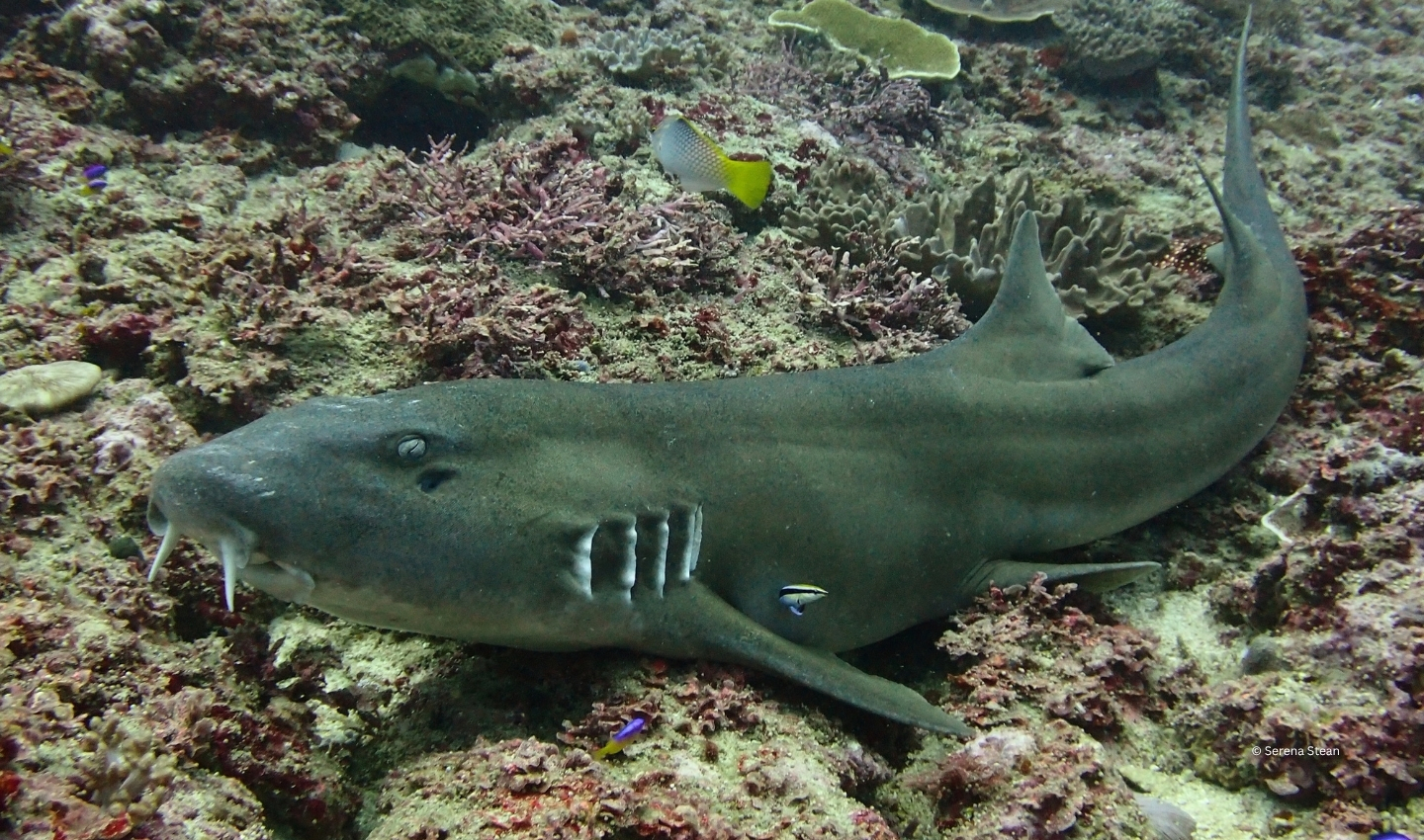 Brownbanded Bambooshark