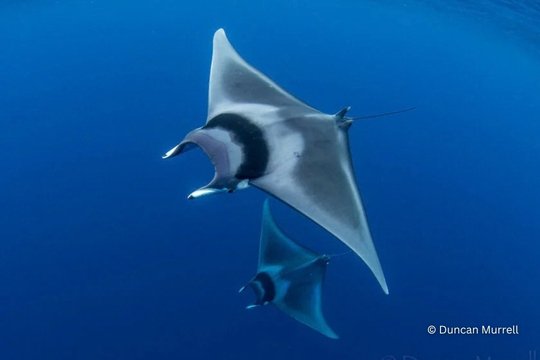 Giant Devil Ray