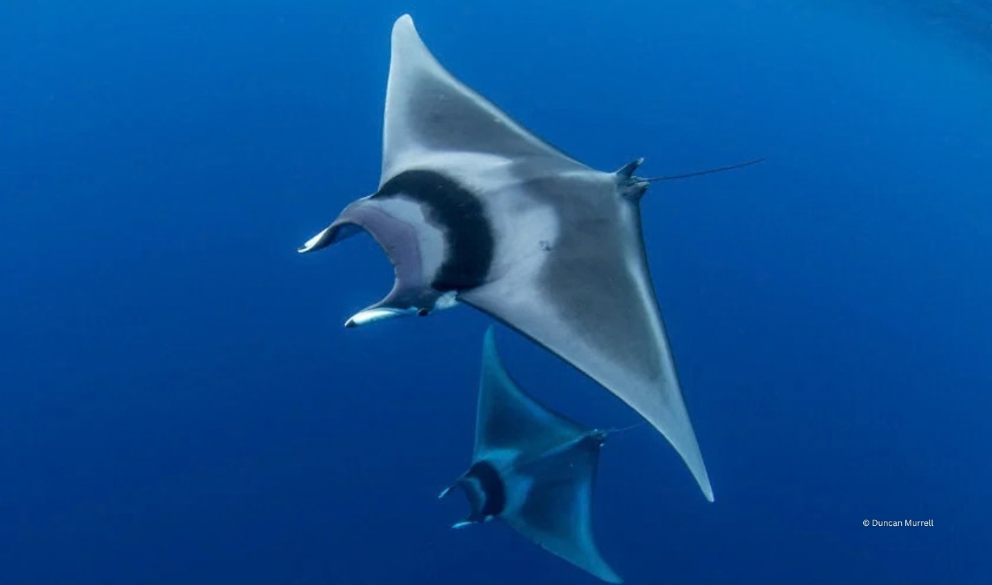 Giant Devil Ray
