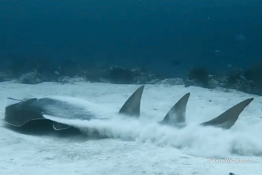 Bottlenose Wedgefish
