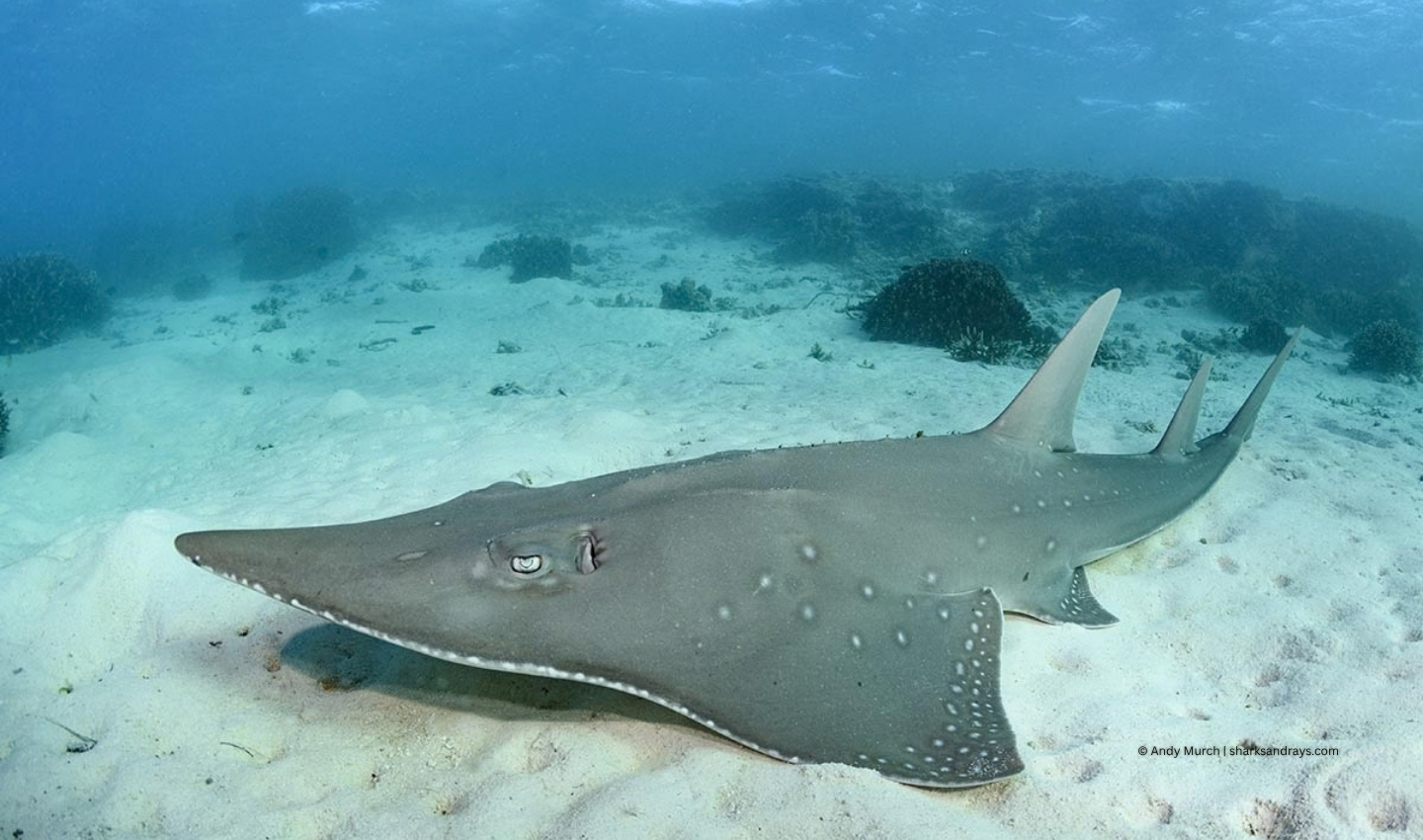 Bottlenose Wedgefish