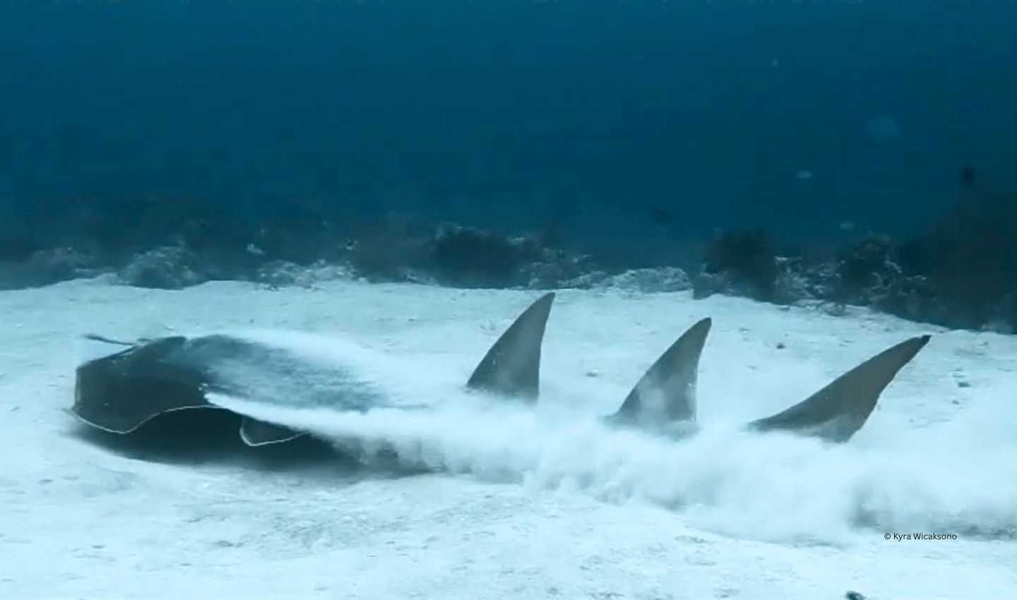 Bottlenose Wedgefish
