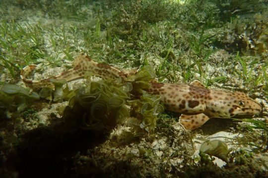 Raja Ampat Epaulette Shark