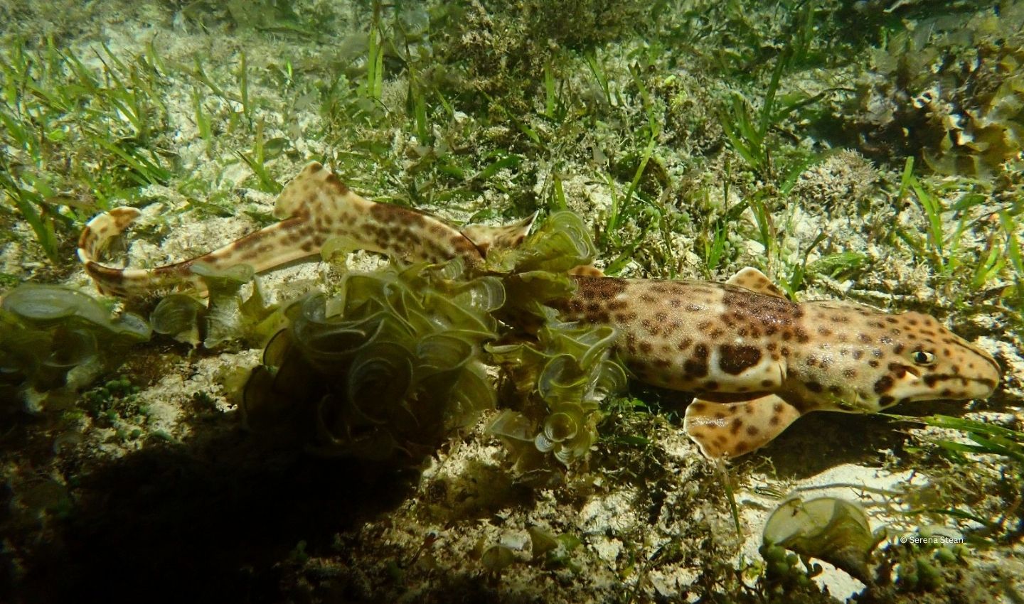 Raja Ampat Epaulette Shark