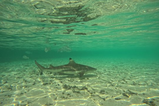 Blacktip Reef Shark