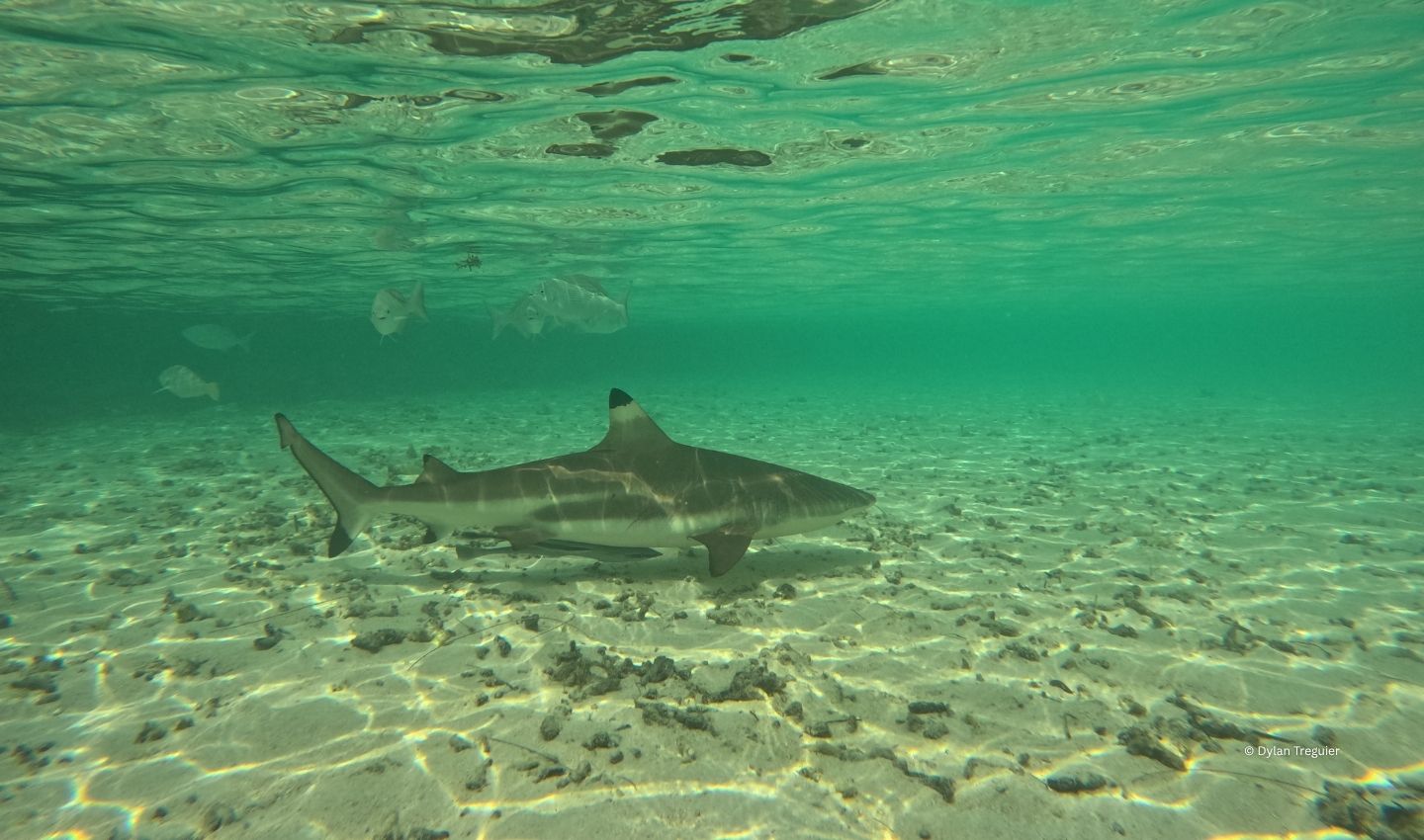 Blacktip Reef Shark
